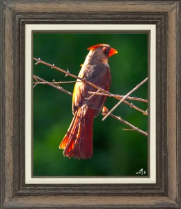 Northern Cardinal (Female)