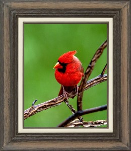 Northern Cardinal (Male)