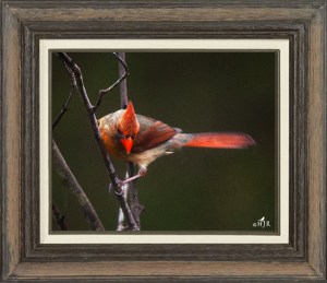 Northern Cardinal (Female)