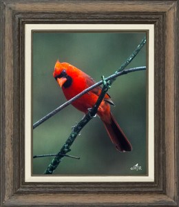 Northern Cardinal (Male)