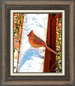 Northern Cardinal (Female)