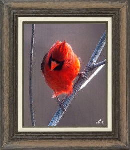 Northern Cardinal (Male)