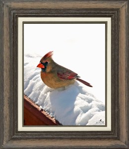 Northern Cardinal (Female)