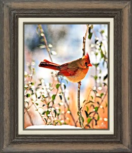 Northern Cardinal (Female)