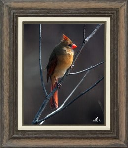 Northern Cardinal (Female)