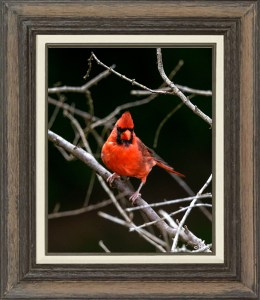 Northern Cardinal (Male)