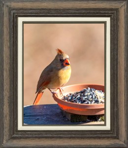 Northern Cardinal  (Female)