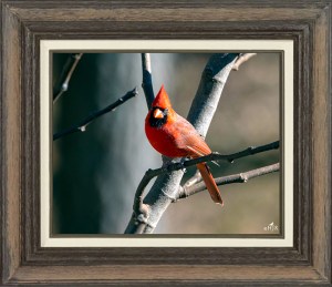 Northern Cardinal  (Male)