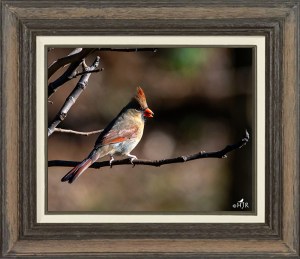 Northern Cardinal  (Female)