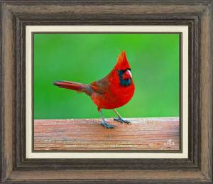 Northern Cardinal  (Male)