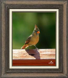 Northern Cardinal  (Female)