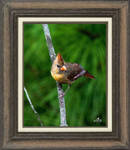 Northern Cardinal  (Female)