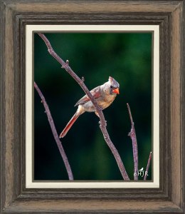 Northern Cardinal (Female)