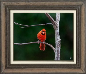 Northern Cardinal (Male)