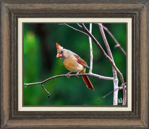 Northern Cardinal (Female)