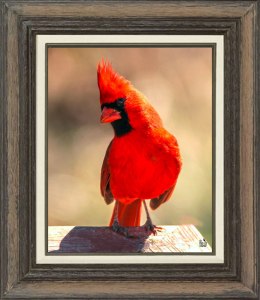 Northern Cardinal (Male)