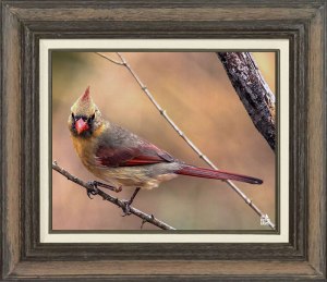 Northern Cardinal (Female)