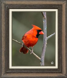 Northern Cardinal (Male)
