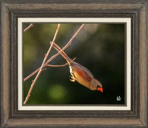 Northern Cardinal (Female)