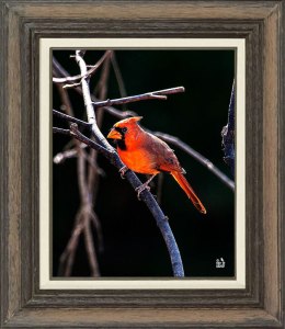 Northern Cardinal (Male)