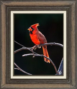 Northern Cardinal (Male)