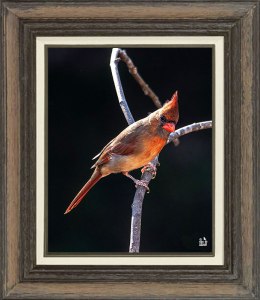 Northern Cardinal (Female)