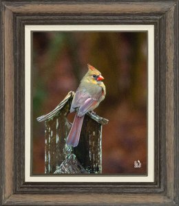 Northern Cardinal (Female)