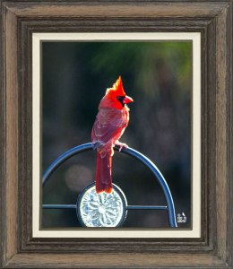Northern Cardinal  (Male)
