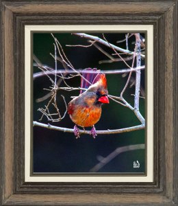 Northern Cardinal  (Female)