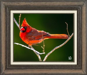 Northern Cardinal  (Male)