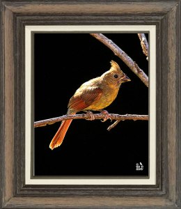 Northern Cardinal  (Female)