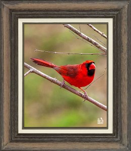 Northern Cardinal (Male)