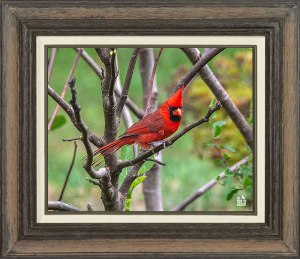 Northern Cardinal (Male)