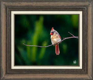 Northern Cardinal ( Female)