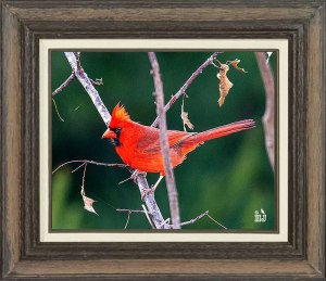 Northern Cardinal (Male)