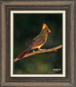 Northern Cardinal (Female)