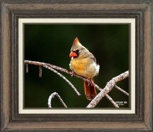 Northern Cardinal (Female)