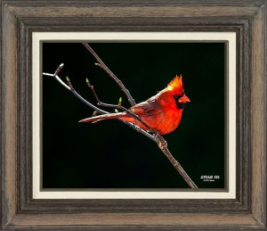 Northern Cardinal (Male)