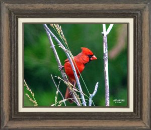Northern Cardinal (Male)