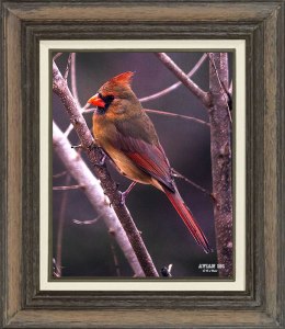 Northern Cardinal (Female)