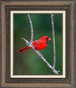 Northern Cardinal  (Male)