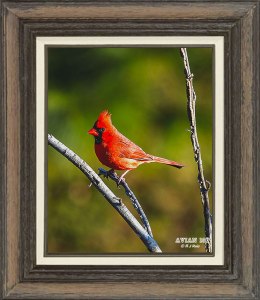 Northern Cardinal (Male)