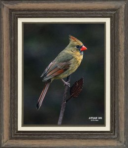 Northern Cardinal (Female)