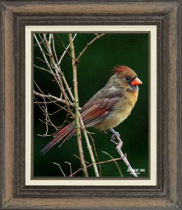 Northern Cardinal (Female)