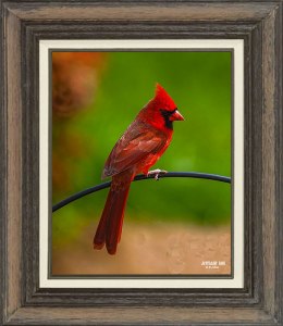 Northern Cardinal  (Male)