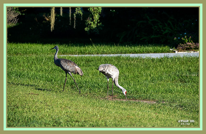 Sandhill Crane -Antigone Canadensis