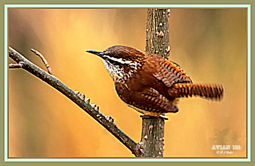 Carolina Wren - Thrythorus ludivicianus