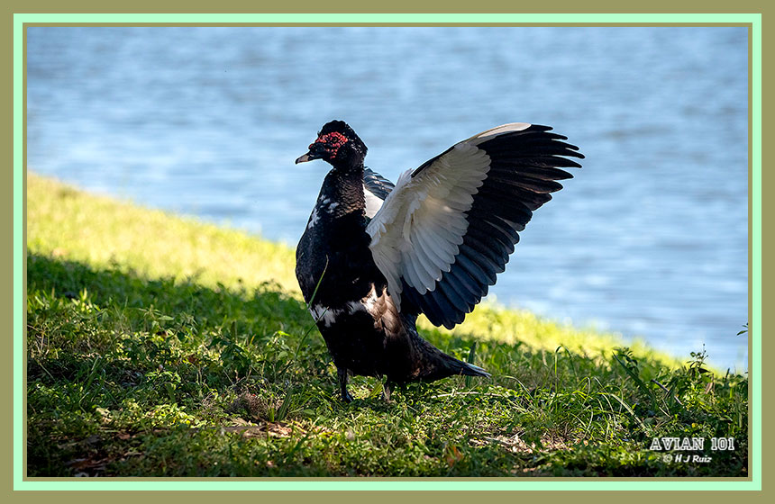 Muscovy Duck - carina moschata