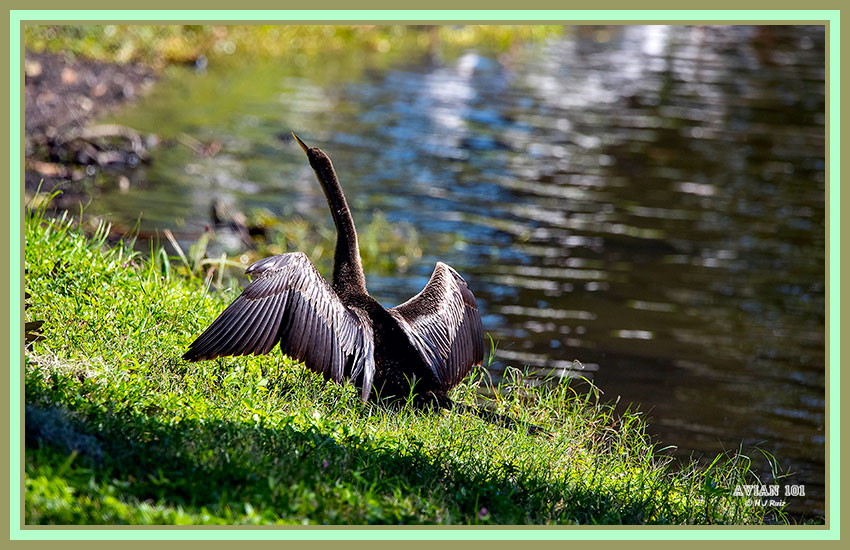 Anhinga - Anhinga anhinga