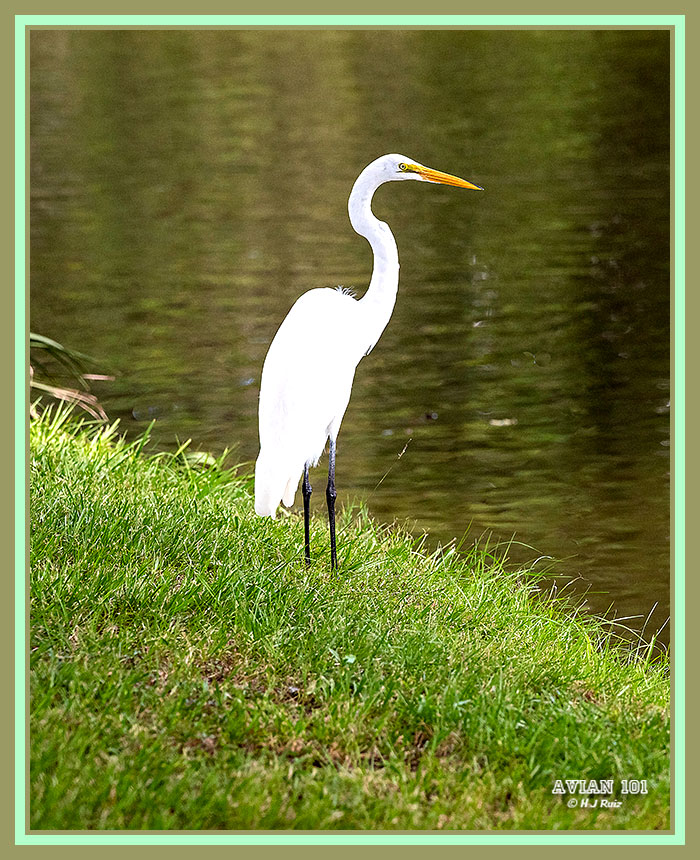 Great Egret - Ardea alba